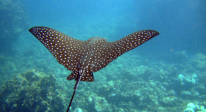 Eagle Ray