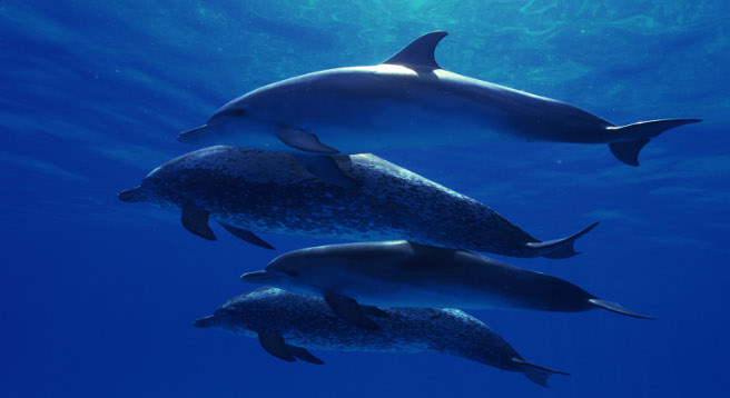 Dolphins